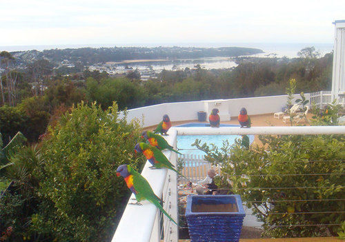 Kingfisher Motel (Adults Only) Merimbula Kültér fotó